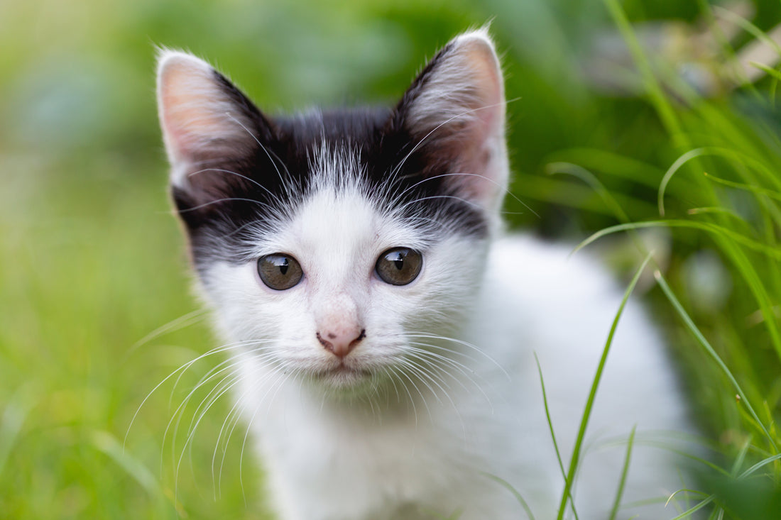 Why does my cat eat grass?