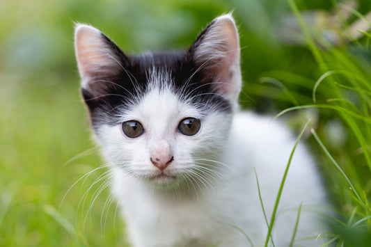 Why does my cat eat grass?