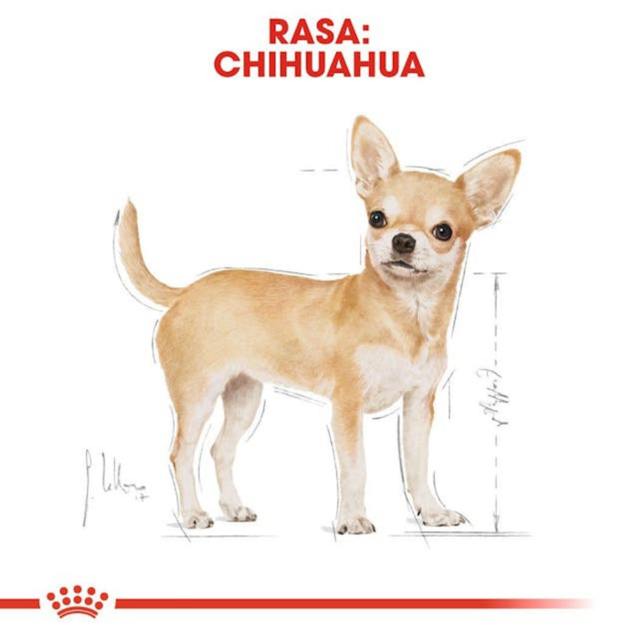 Royal Canin Thức Ăn Hạt Dành Cho Chó Chihuahua Trưởng Thành 1.5kg