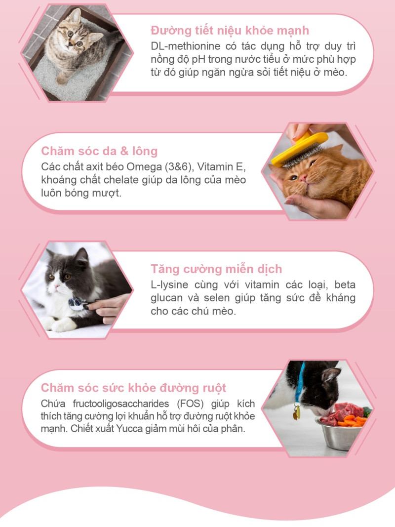 Catsrang Thức Ăn Hạt Dành Cho Mèo Con Túi 400g